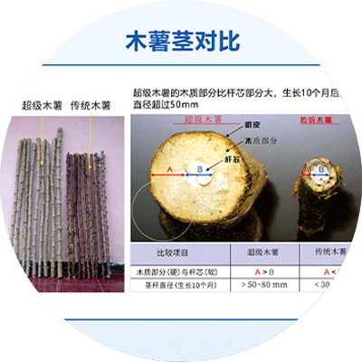 超级木薯